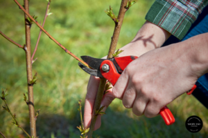 Pruning a shrub